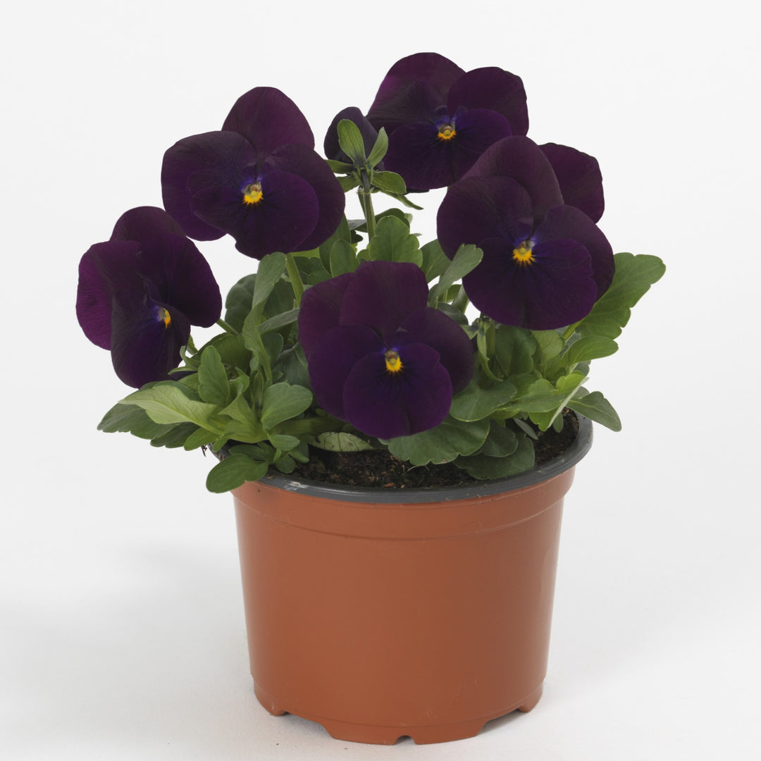 Viola cornuta 'PAS787262' ~ Sorbet™ XP Purple Viola-ServeScape