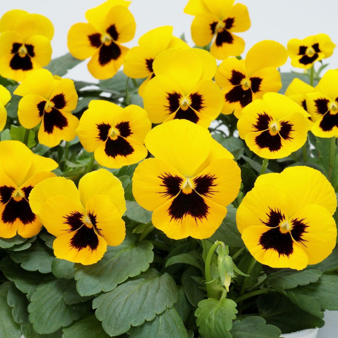 Viola cornuta 'Colormax Yellow Blotch' ~ Colormax® Yellow Blotch Viola-ServeScape