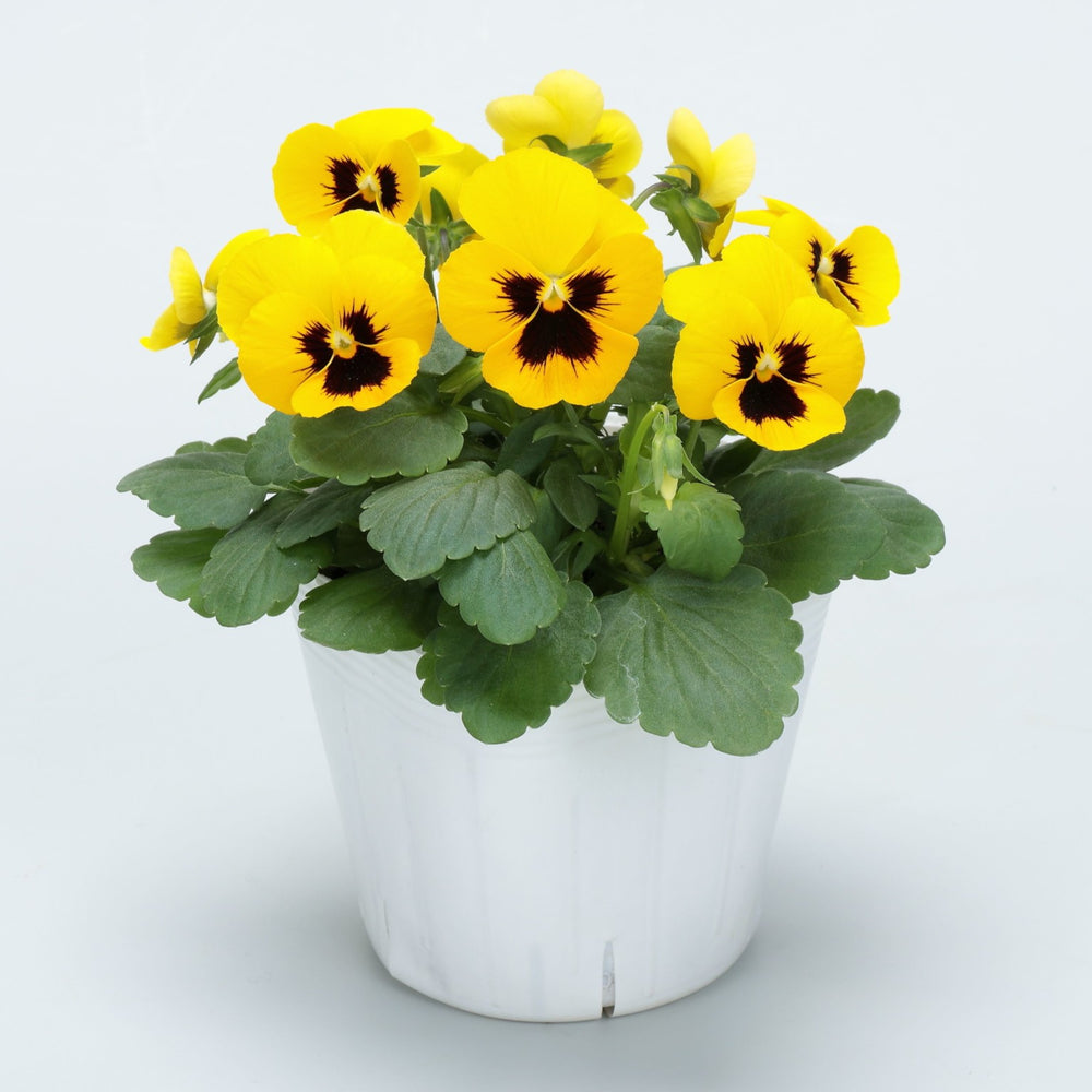 Viola cornuta 'Colormax Yellow Blotch' ~ Colormax® Yellow Blotch Viola-ServeScape