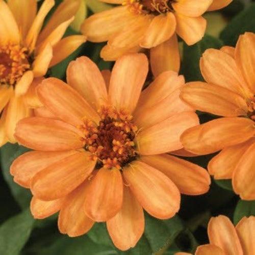 Zinnia ‘Profusion Apricot’ ~ Profusion Apricot Zinnia-ServeScape