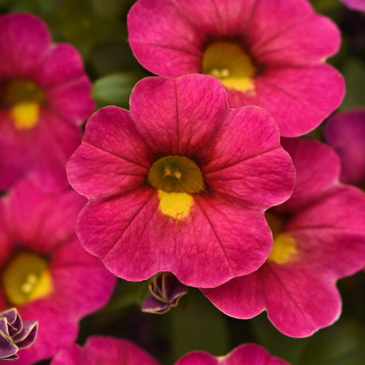 Calibrachoa hybrid 'Balcabivin' ~ Cabaret® Diva Pink Calibrachoa-ServeScape