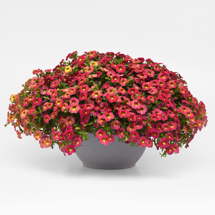 Calibrachoa hybrid 'Balcabivin' ~ Cabaret® Diva Pink Calibrachoa-ServeScape