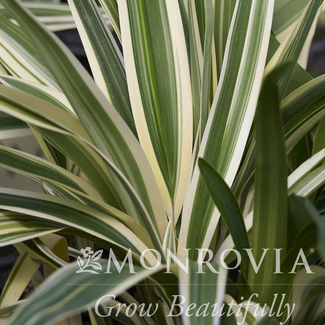 Dianella tasmanica 'Silver Streak' ~ Monrovia® Silver Streak™ Flax Lily-ServeScape