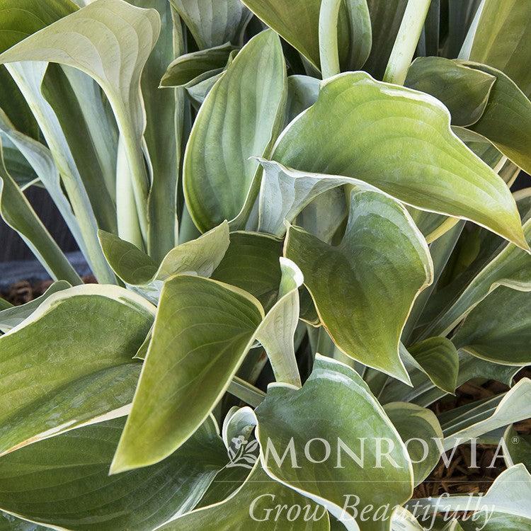 Hosta 'Regal Splendor' ~ Monrovia® Regal Spendor Hosta-ServeScape