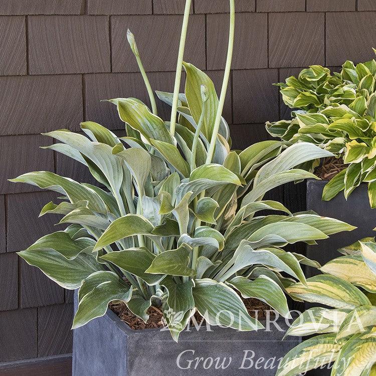 Hosta 'Regal Splendor' ~ Monrovia® Regal Spendor Hosta-ServeScape