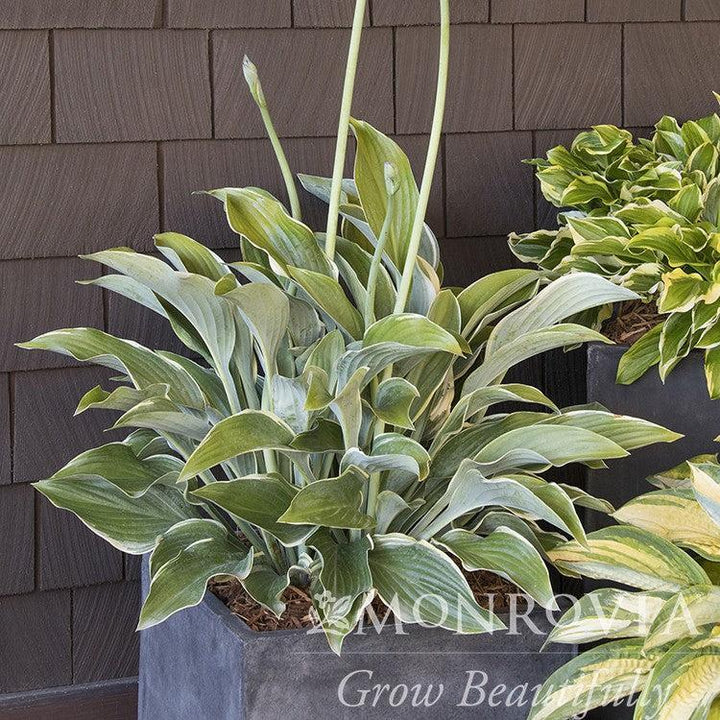 Hosta 'Regal Splendor' ~ Monrovia® Regal Spendor Hosta-ServeScape