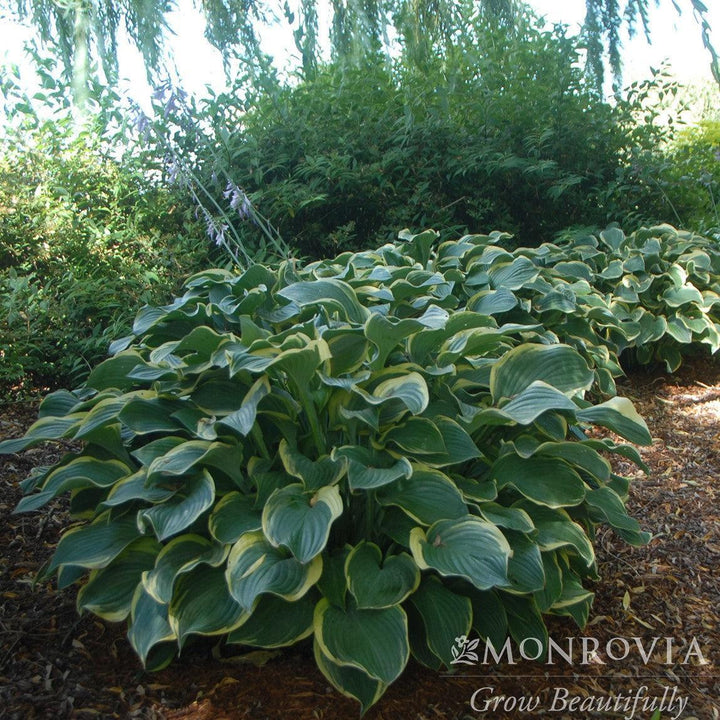 Hosta 'Regal Splendor' ~ Monrovia® Regal Spendor Hosta-ServeScape