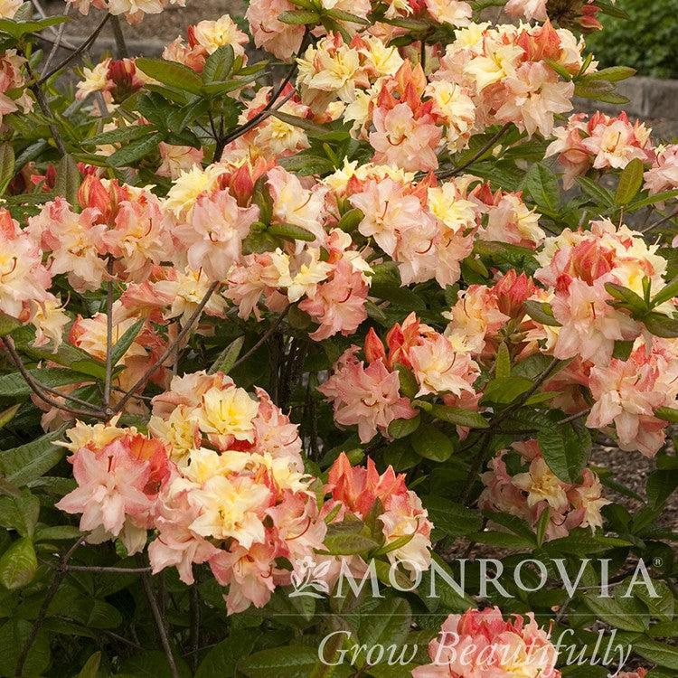 Azalea x 'Cannon's Double' ~ Monrovia® Cannon's Double Azalea (Exbury Hybrid)-ServeScape