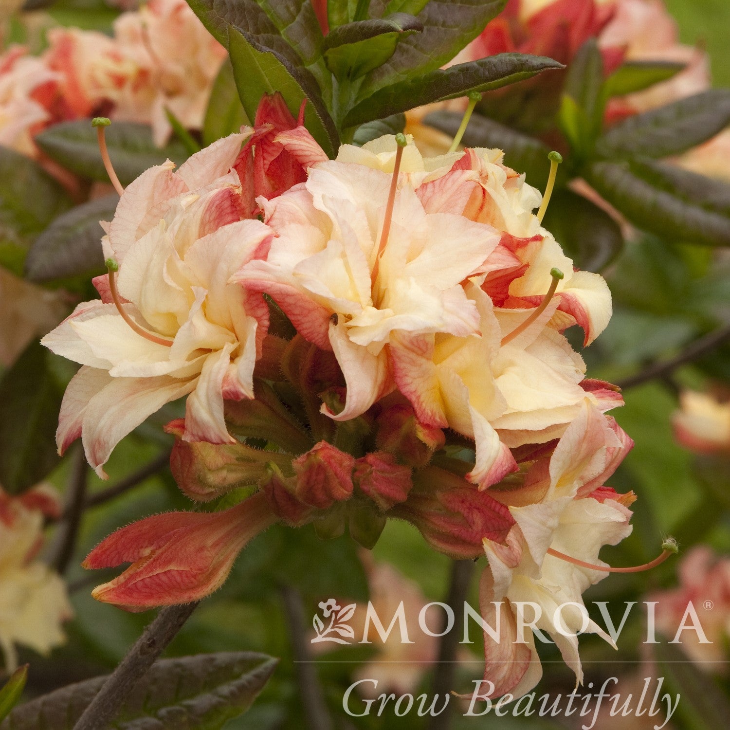 Azalea x 'Cannon's Double' ~ Monrovia® Cannon's Double Azalea (Exbury Hybrid)-ServeScape