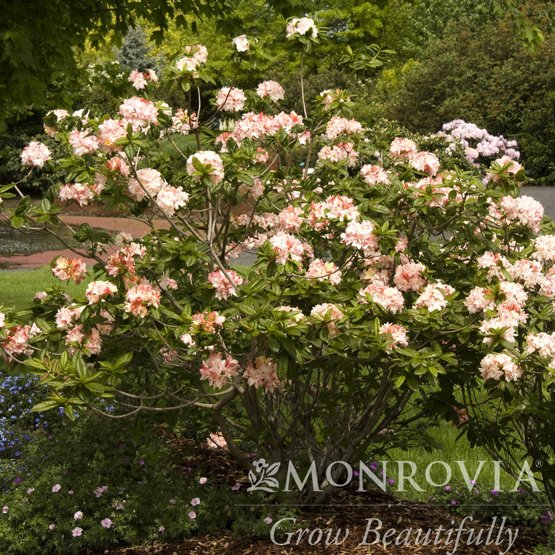 Azalea x 'Cannon's Double' ~ Monrovia® Cannon's Double Azalea (Exbury Hybrid)-ServeScape