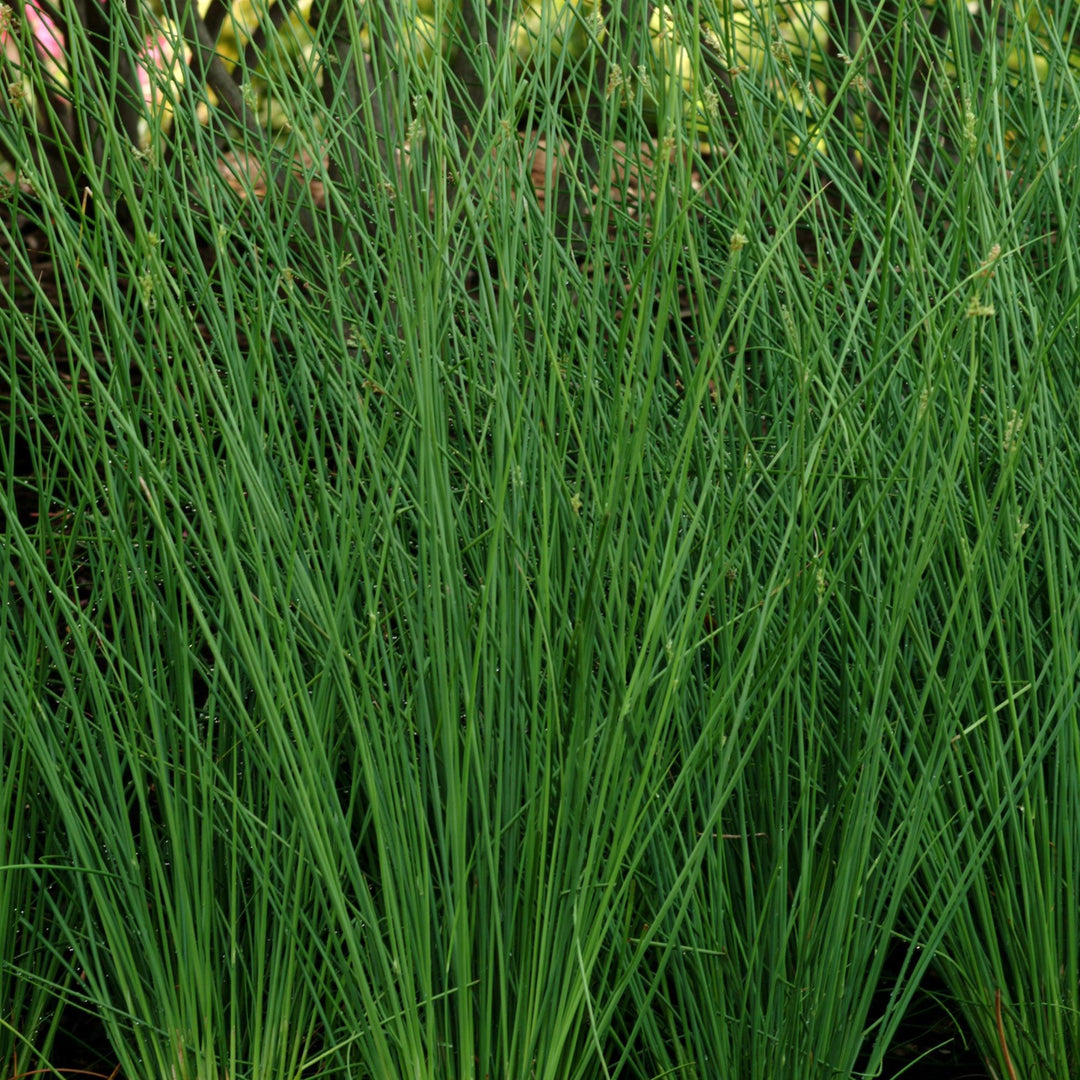 Juncus pallidus 'Javelin' ~ Javelin Juncus-ServeScape