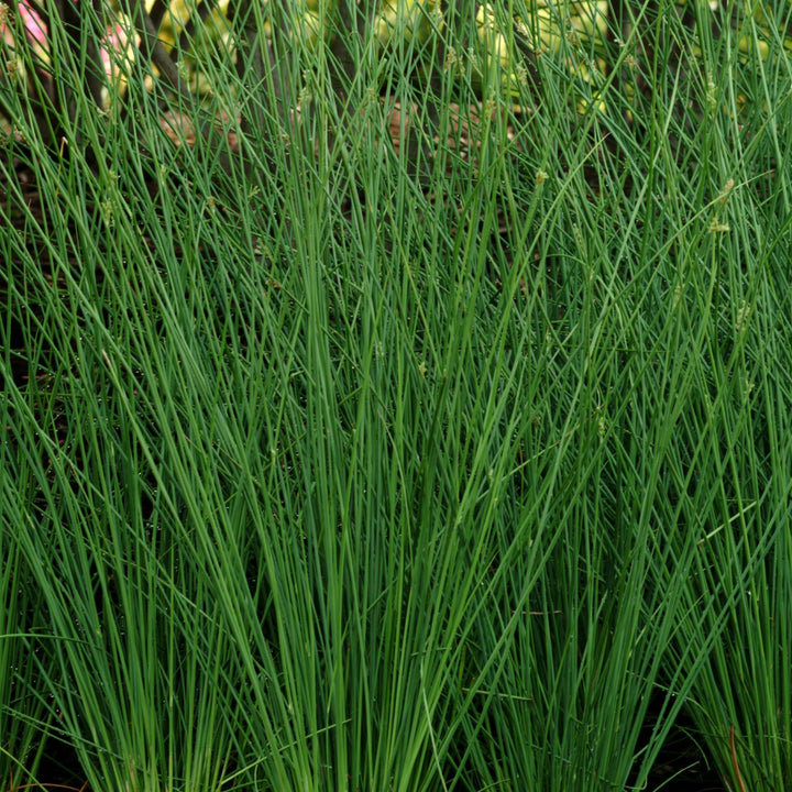 Juncus pallidus 'Javelin' ~ Javelin Juncus-ServeScape