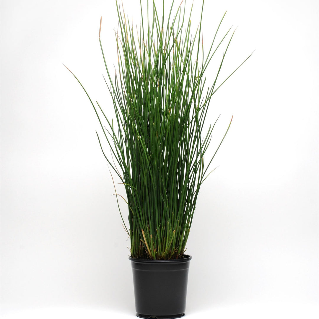 Juncus pallidus 'Javelin' ~ Javelin Juncus-ServeScape