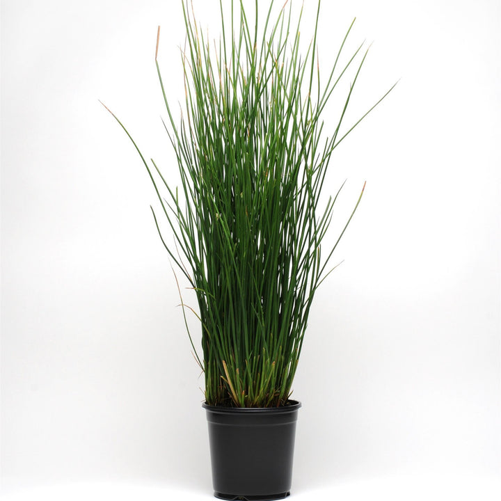 Juncus pallidus 'Javelin' ~ Javelin Juncus-ServeScape