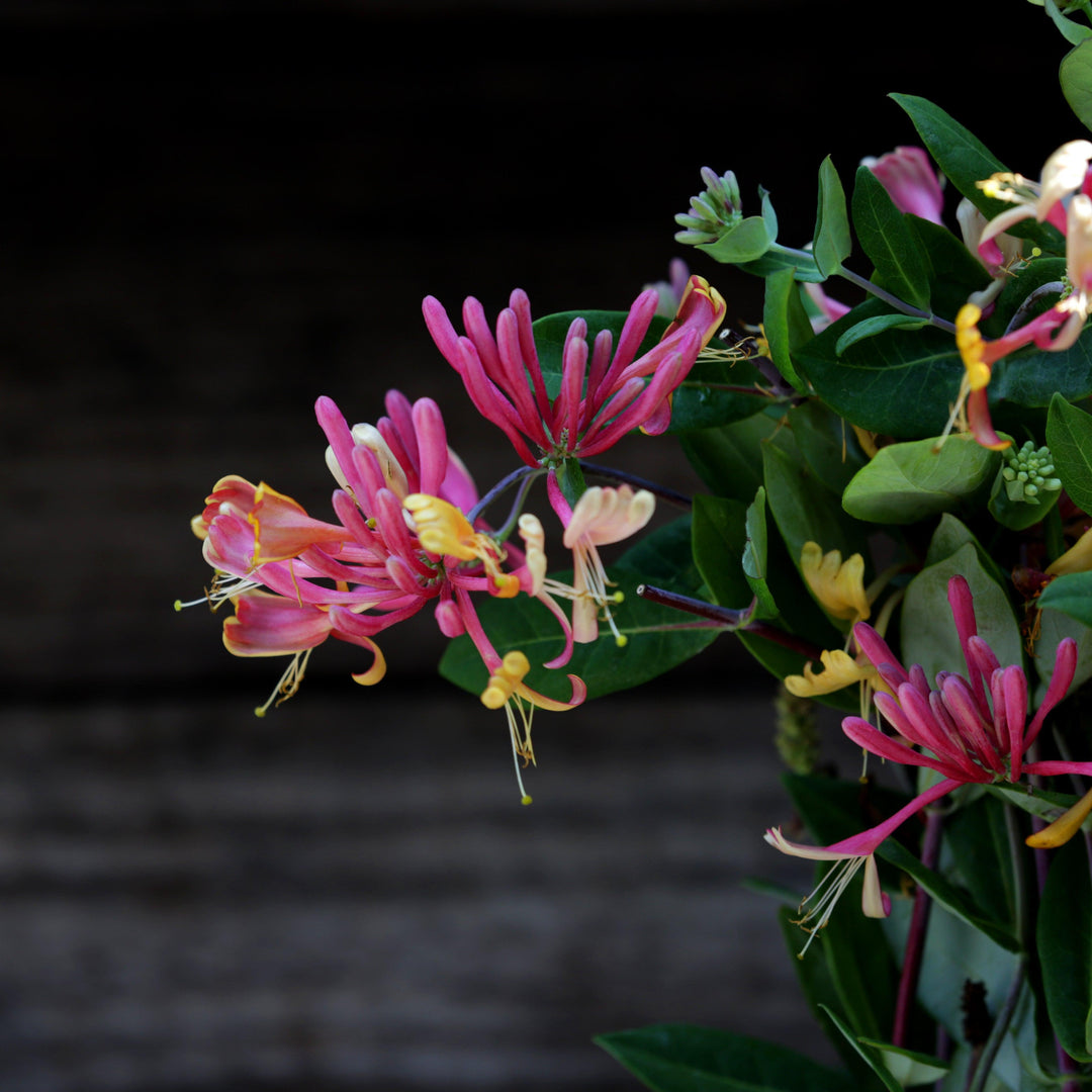 Lonicera × heckrottii 'Goldflame' ~ Goldflame Honeysuckle-ServeScape