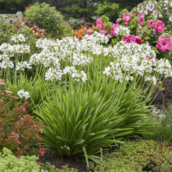 Agapanthus ‘Galaxy White’ PP31431 ~ Galaxy White™ Agapanthus-ServeScape
