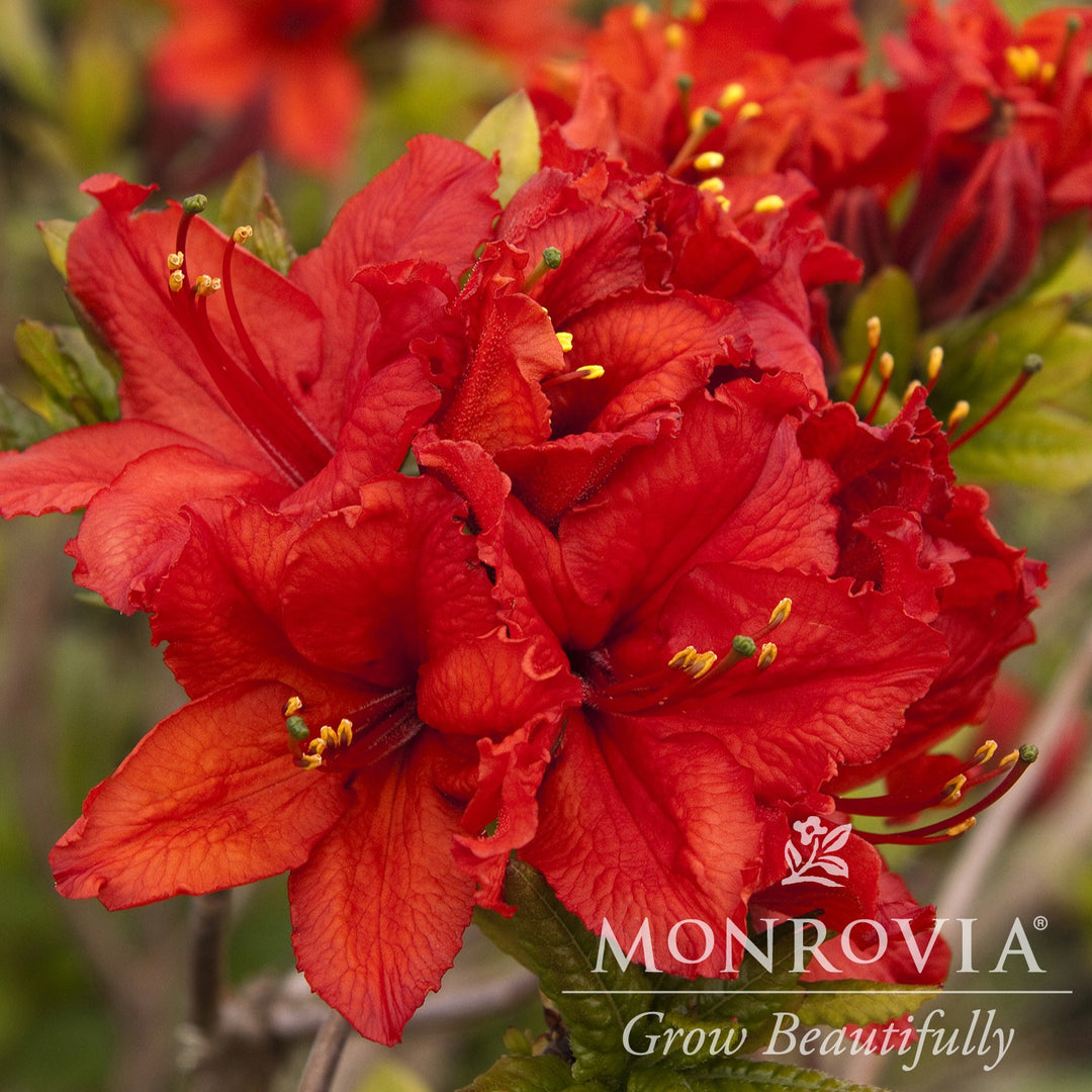 Azalea x 'Red Sunset' ~ Monrovia® Red Sunset Azalea (Exbury Hybrid)-ServeScape