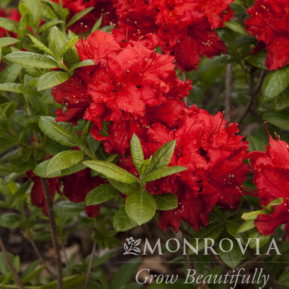 Azalea x 'Red Sunset' ~ Monrovia® Red Sunset Azalea (Exbury Hybrid)-ServeScape