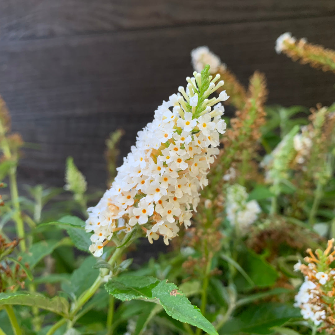 Buddleia davidii 'MBU08/3' ~ Butterfly Towers™ White Butterfly Bush-ServeScape