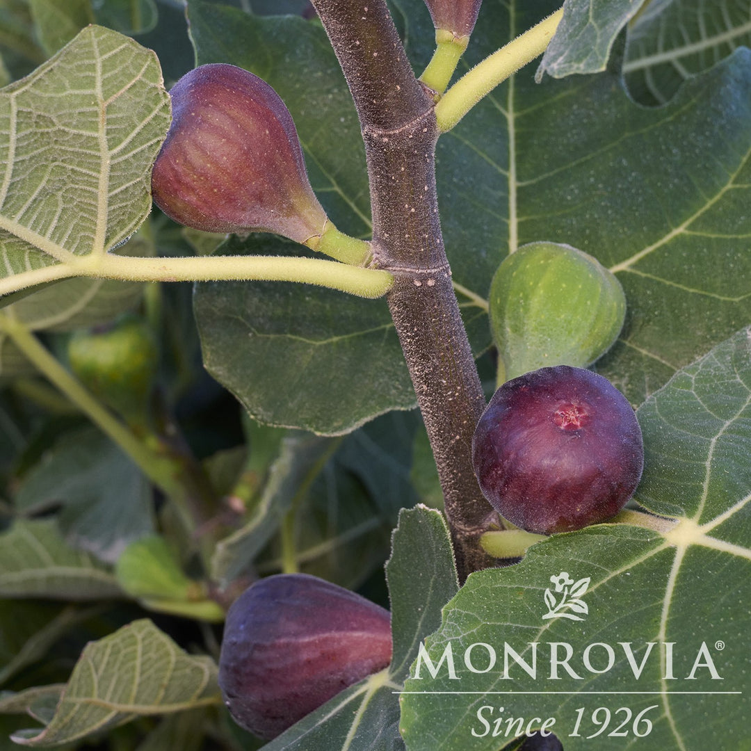 Ficus carica 'Chicago Hardy' ~ Monrovia® Chicago Hardy Fig-ServeScape
