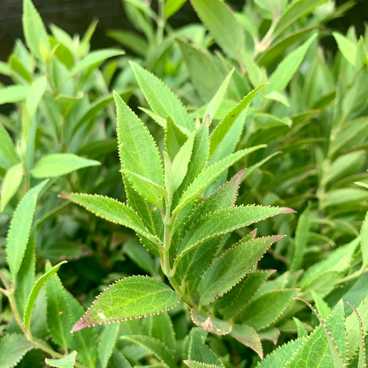 Deutzia gracilis 'Nikko' ~ Dwarf Nikko Deutzia-ServeScape