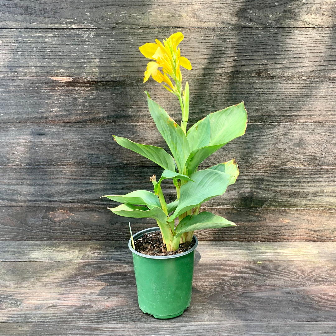 Canna x generalis 'Yellow' ~ CANNOVA® Yellow Canna Lily-ServeScape