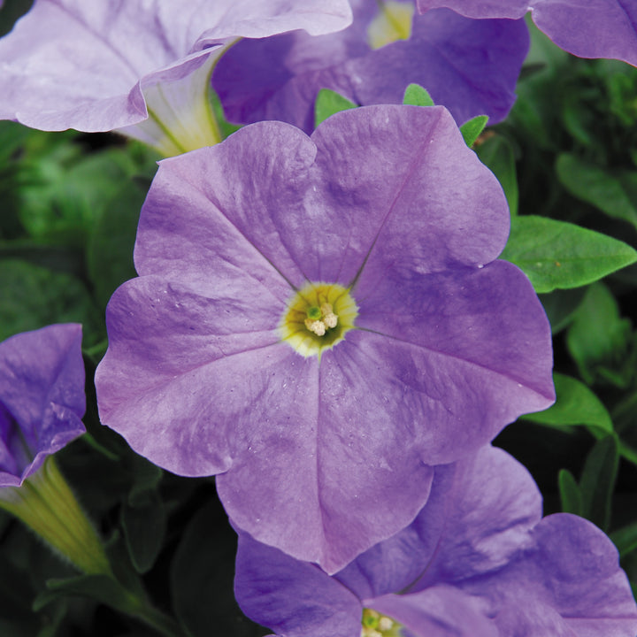Petunia x 'KLEPH14245' ~ Headliner™ Sky Blue Petunia-ServeScape