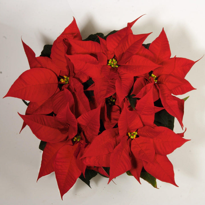 Euphorbia pulcherrima 'NPCW08135' ~ Christmas Season™ Red Poinsettia\-ServeScape