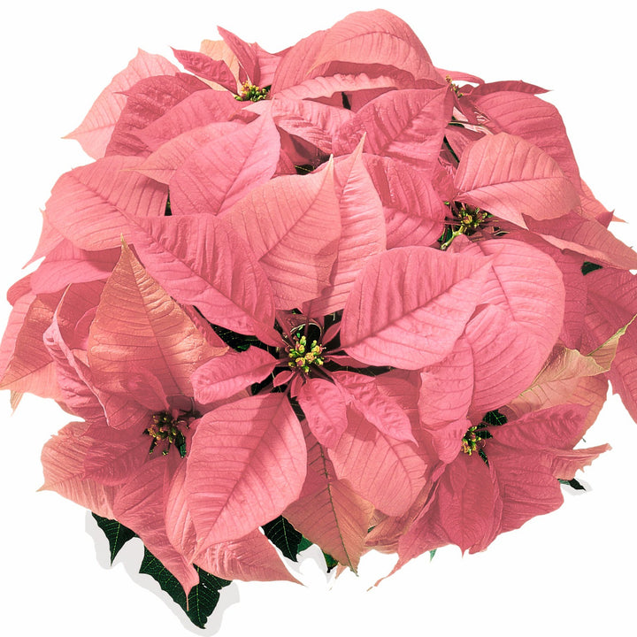 Euphorbia pulcherrima 'NPCW07120' ~ Christmas Feelings™ Poinsettia-ServeScape