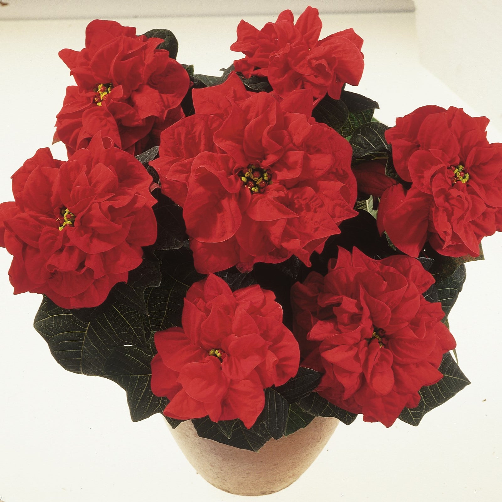 Euphorbia pulcherrima 'NPCW11201' ~ Valentine Novelty Poinsettia-ServeScape