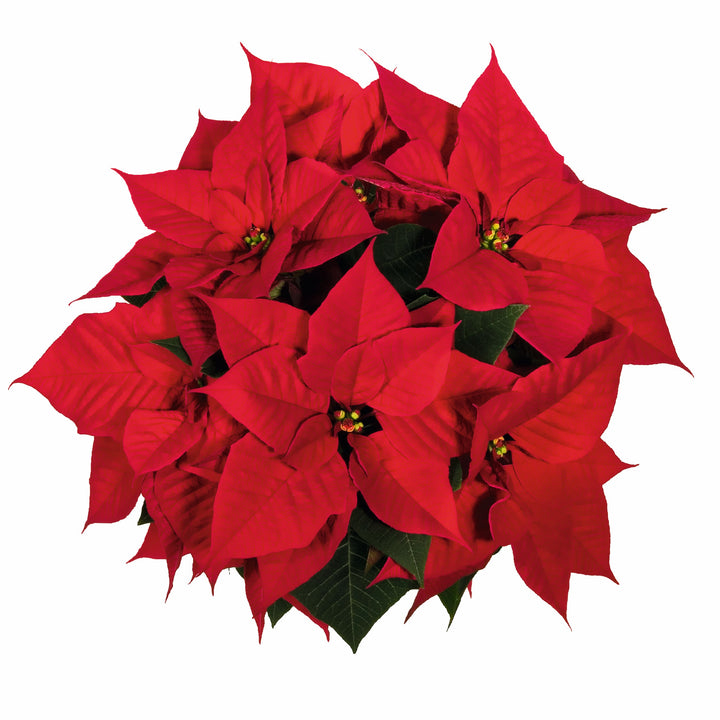 Euphorbia pulcherrima 'NPCW08153' ~ Christmas Eve Red Poinsettia-ServeScape