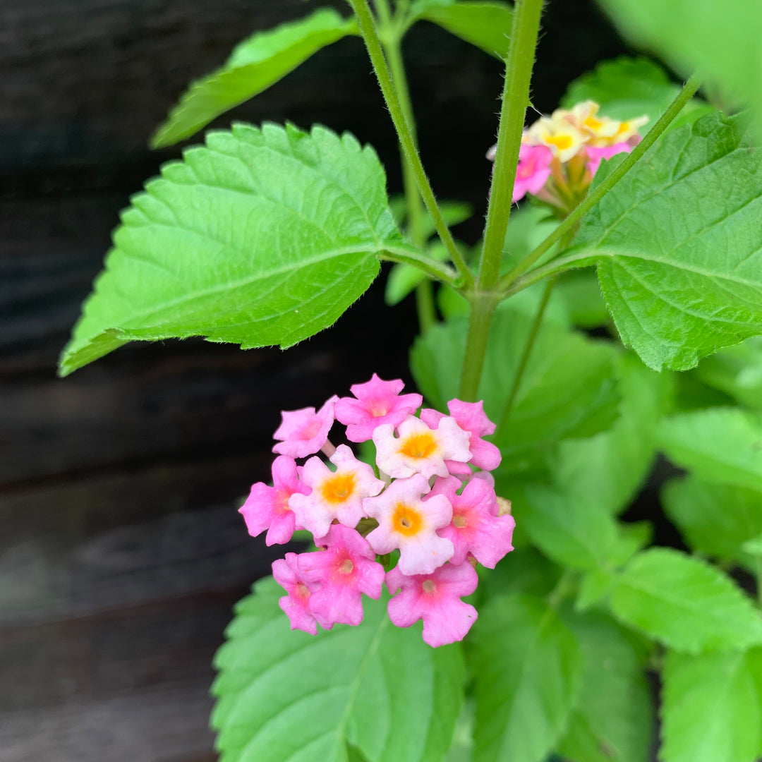 Lantana 'Chapel Hill Pink' ~ Chapel Hill® Pink Huff Lantana-ServeScape