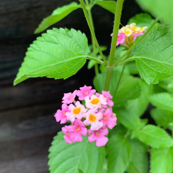 Lantana 'Chapel Hill Pink' ~ Chapel Hill® Pink Huff Lantana-ServeScape