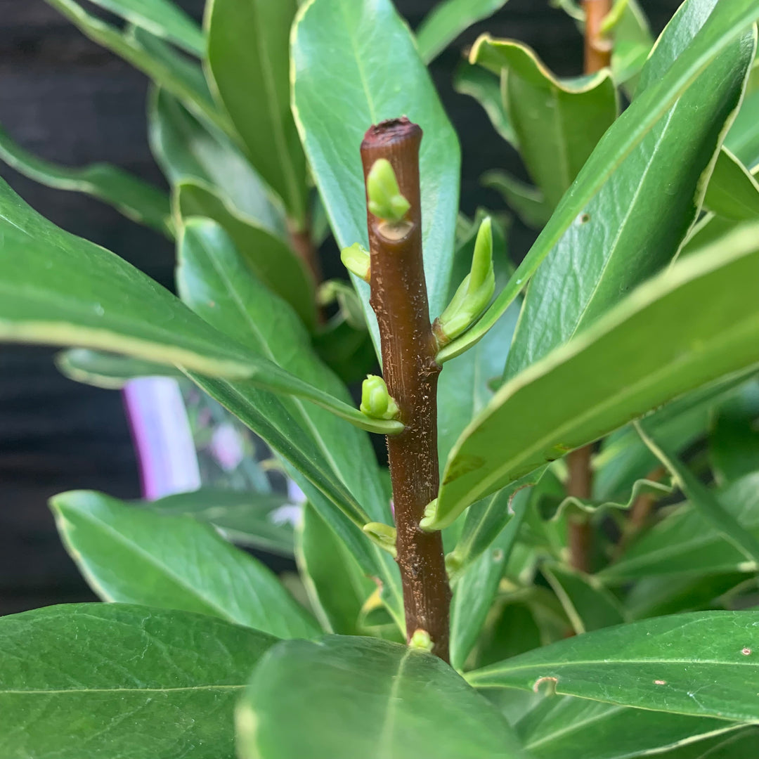 Daphne odora 'Aureomarginata' ~ Gold-Edged Winter Daphne-ServeScape