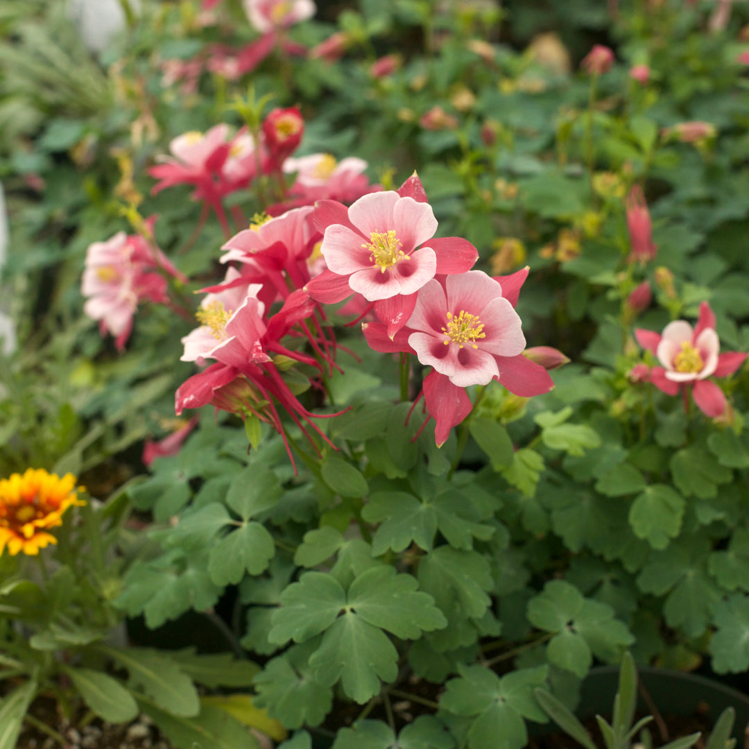 Aquilegia caerulea 'Kirigami Mix' ~ Kirigami™ Mix Columbine-ServeScape