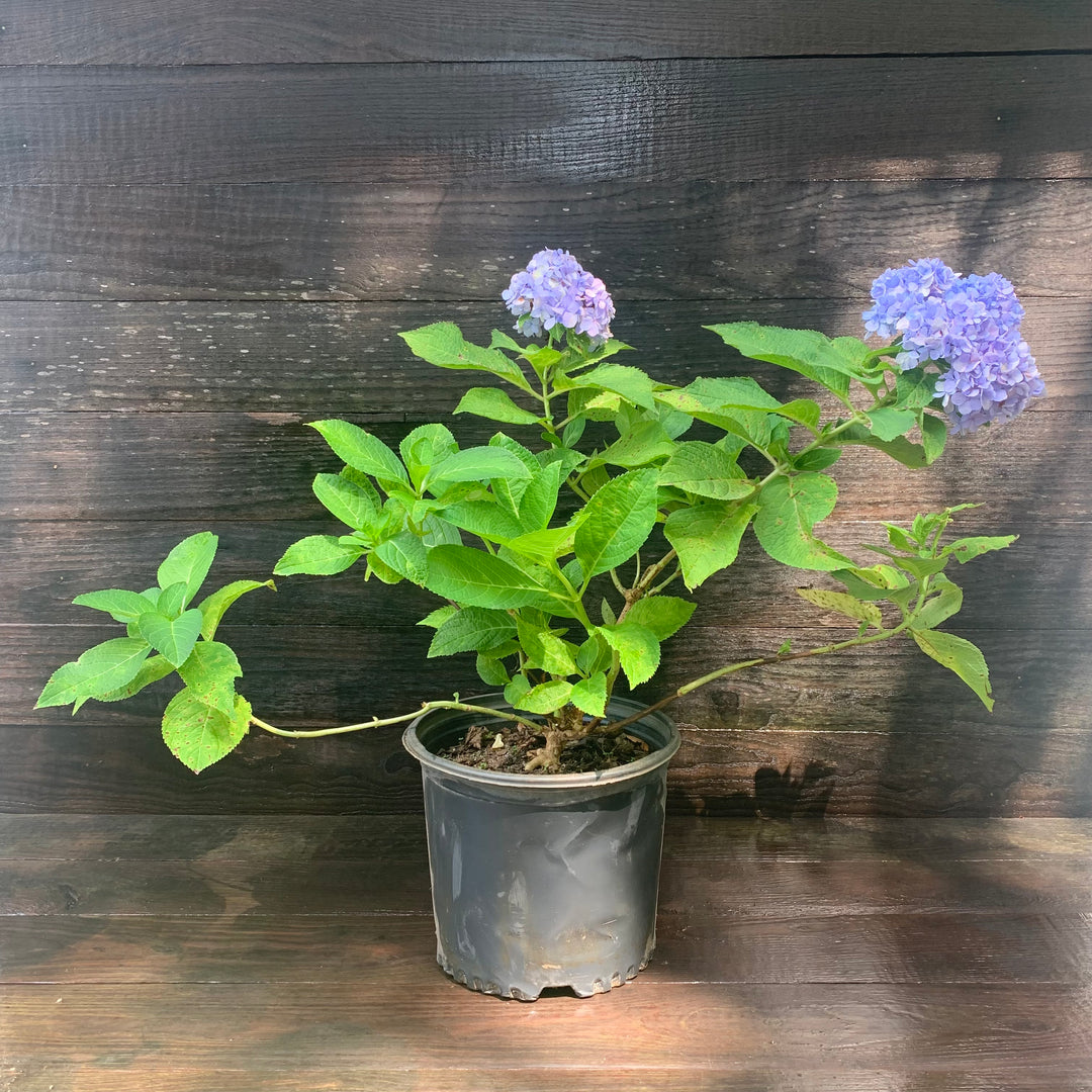 Hydrangea macrophylla 'Nikko Blue' ~ Nikko Blue Hydrangea-ServeScape