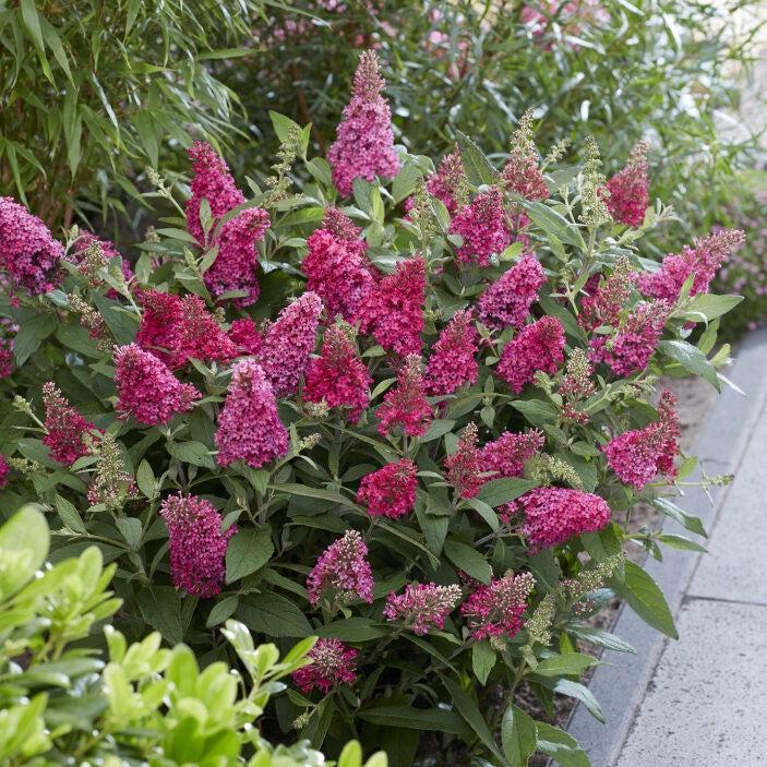 Buddleia davidii ‘BotEx 006’ PP34500 ~ Butterfly Candy™ Li'l Raspberry™ Butterfly Bush-ServeScape