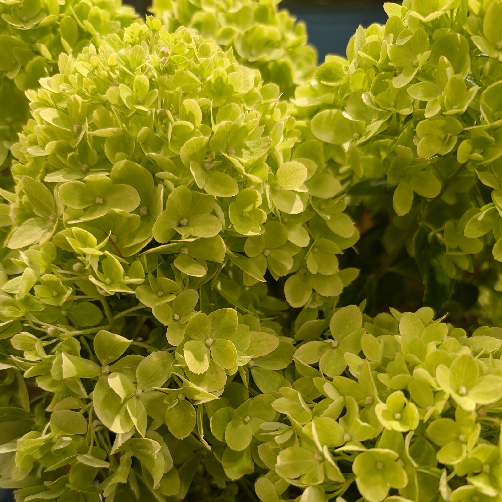 Hydrangea paniculata 'P19557‘ ~ Bloomin' Easy® Bubble Bath™ Hydrangea-ServeScape