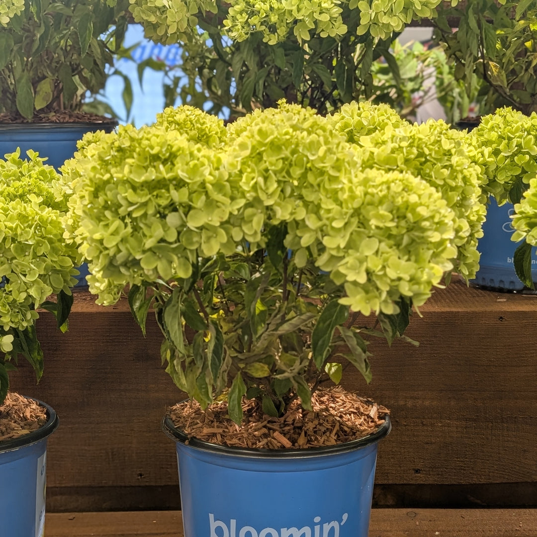 Hydrangea paniculata 'P19557‘ ~ Bloomin' Easy® Bubble Bath™ Hydrangea-ServeScape