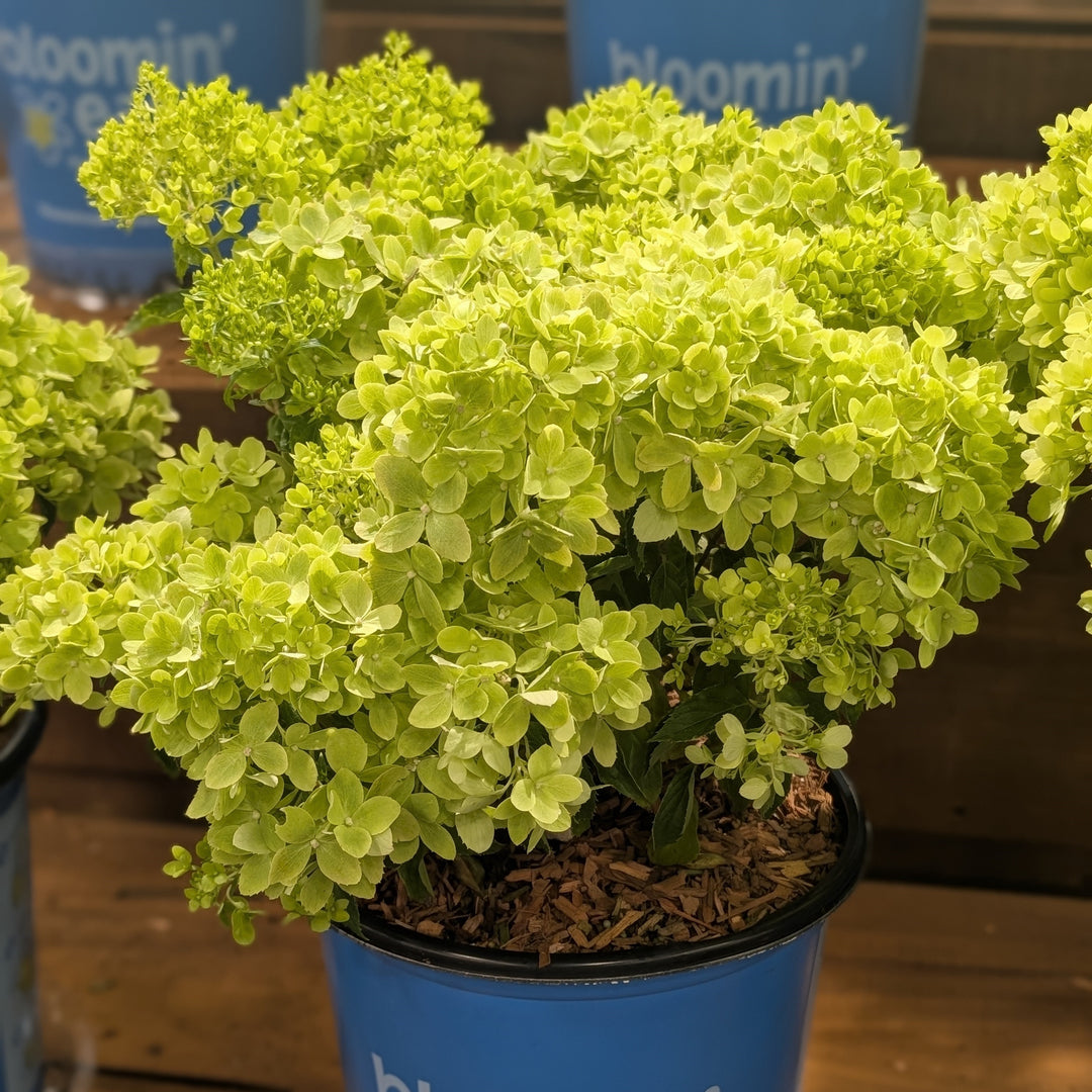 Hydrangea paniculata 'P19557‘ ~ Bloomin' Easy® Bubble Bath™ Hydrangea-ServeScape