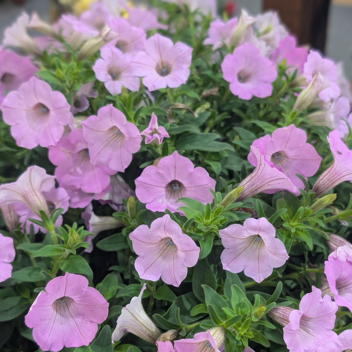 Petunia hybrid 'WNPETSVCJ26' ~ PW® Supertunia Vista® Cool Jazz™ Petunia-ServeScape