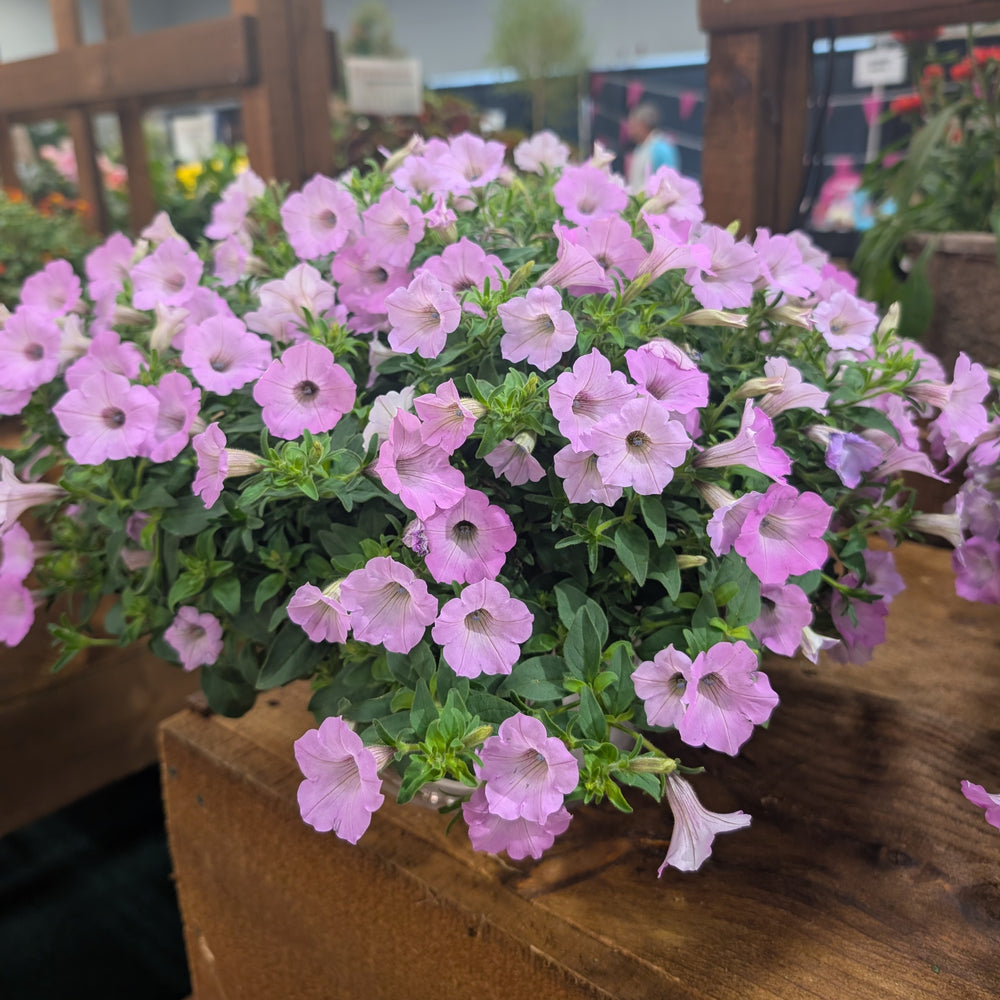 Petunia hybrid 'WNPETSVCJ26' ~ PW® Supertunia Vista® Cool Jazz™ Petunia-ServeScape