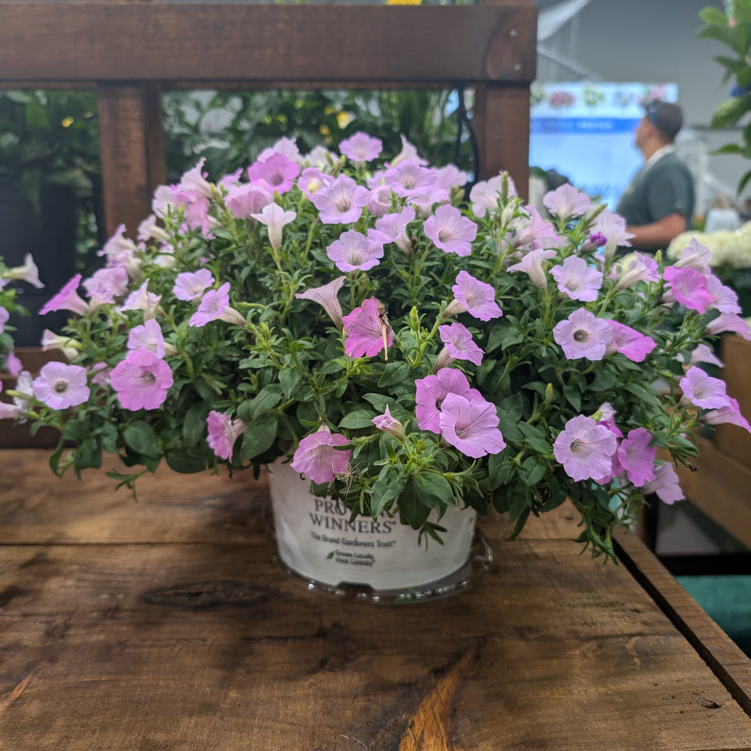 Petunia hybrid 'WNPETSVCJ26' ~ PW® Supertunia Vista® Cool Jazz™ Petunia-ServeScape