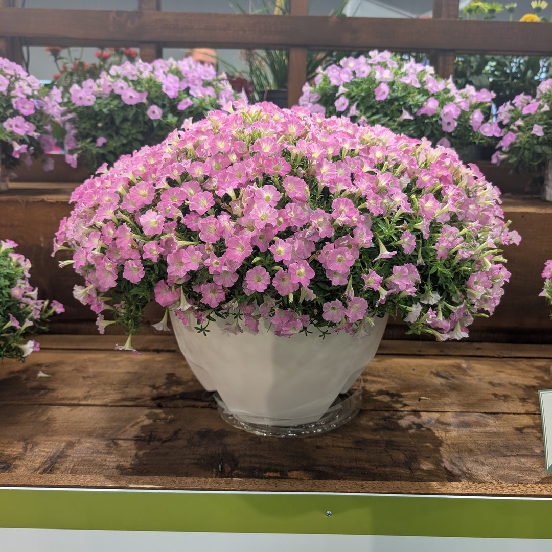 Petunia hybrid 'WNPETSMVPC26' ~ PW® Supertunia Mini Vista® Pink Cloud Petunia-ServeScape