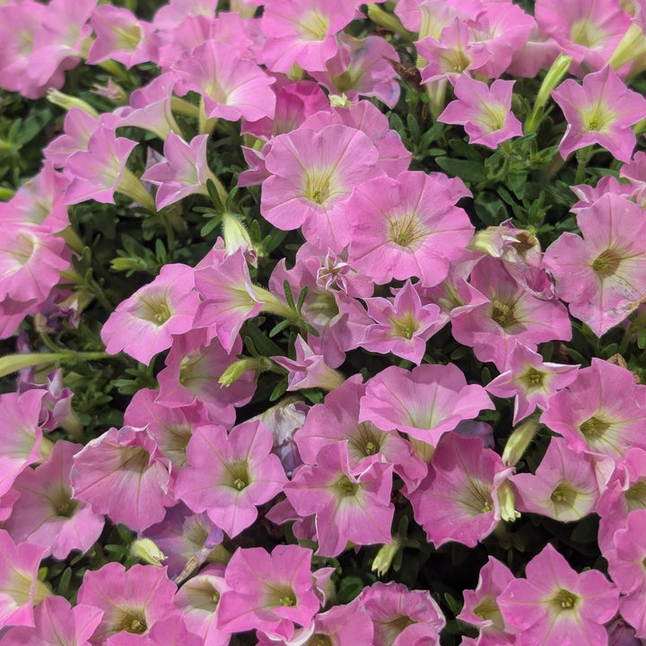 Petunia hybrid 'WNPETSMVPC26' ~ PW® Supertunia Mini Vista® Pink Cloud Petunia-ServeScape