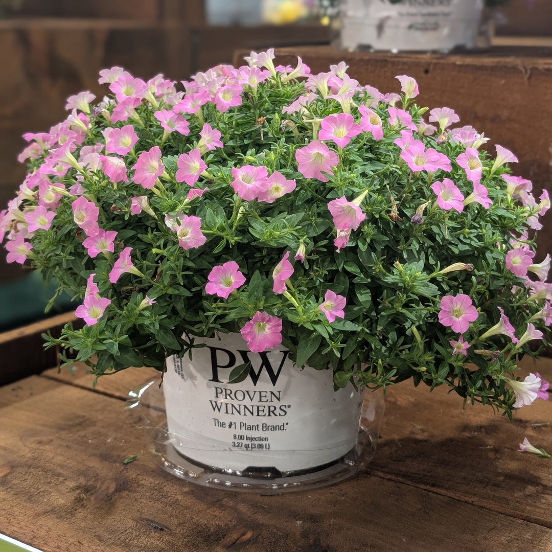 Petunia hybrid 'WNPETSMVPC26' ~ PW® Supertunia Mini Vista® Pink Cloud Petunia-ServeScape
