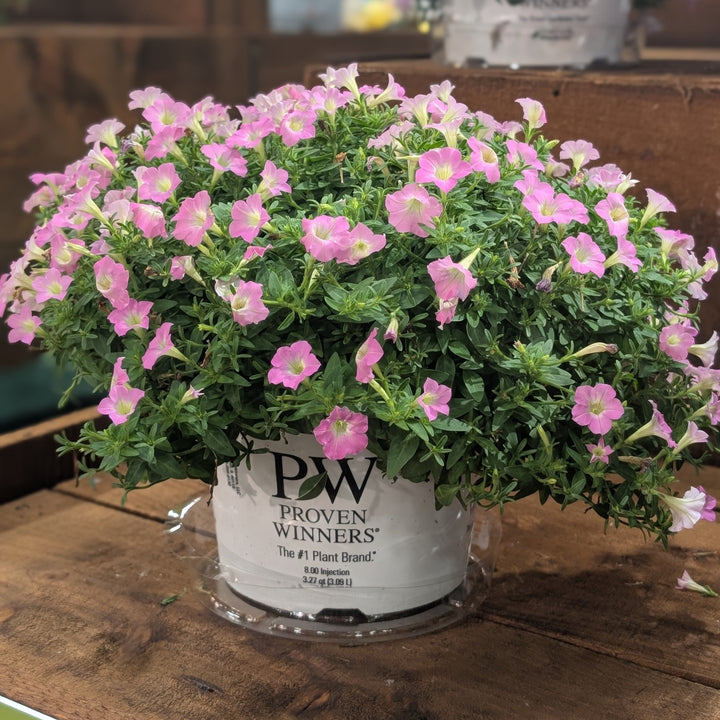 Petunia hybrid 'WNPETSMVPC26' ~ PW® Supertunia Mini Vista® Pink Cloud Petunia-ServeScape