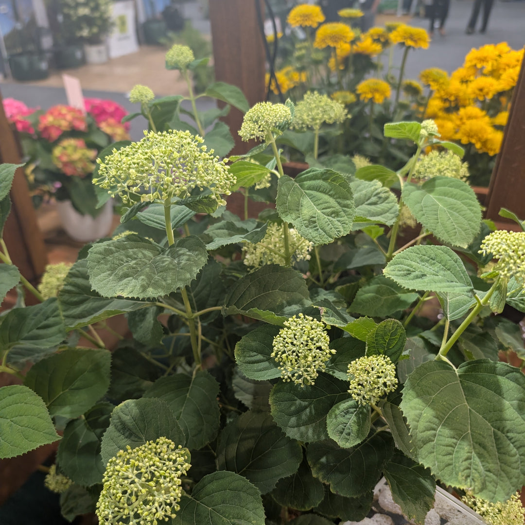 Hydrangea arborescens 'SMNHAGOV' ~ PW® Incrediball® Storm Proof™ Hydrangea-ServeScape