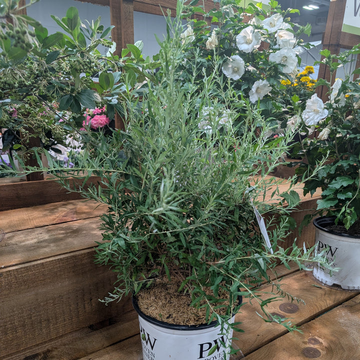 Buddleia alternifolia 'Mop Top’ ~ Mop Top™ Fountain Butterfly Bush-ServeScape
