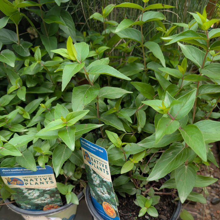 Pycnanthemum muticum ~ Mountain Mint-ServeScape